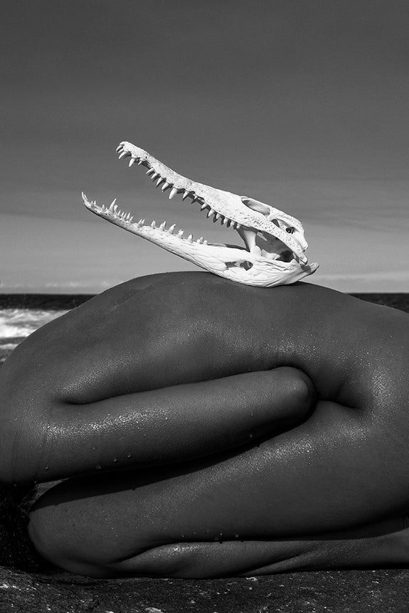In a While Crocodile