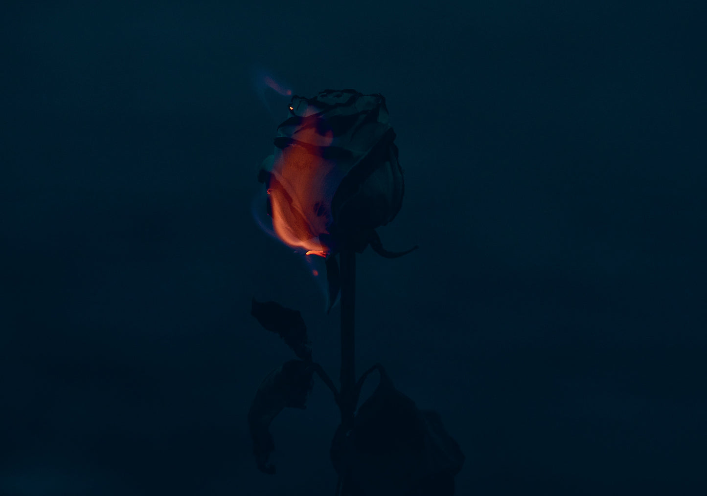 Wildfire XII